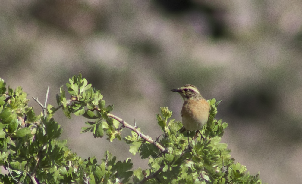 American Pipit